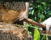 abattage-d-arbres-dne-paysagiste